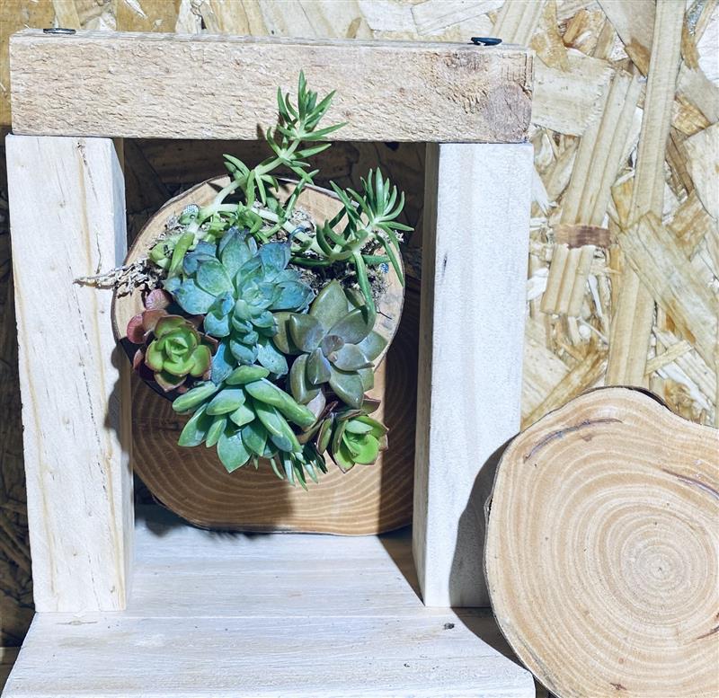 多肉植物上板DIY,藏山椿工坊